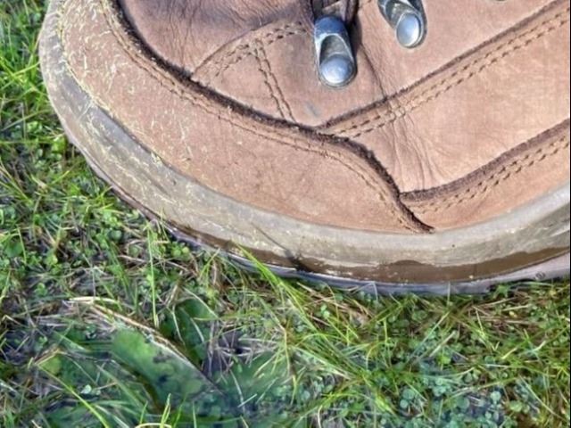 Boot stepping on wet spot in grass.