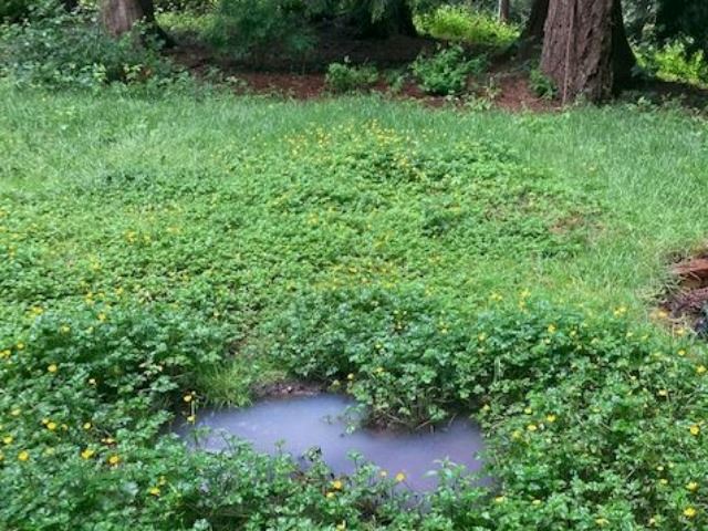 Surfacing Effluent in the Drainfield Surfacing Effluent in the Drainfield